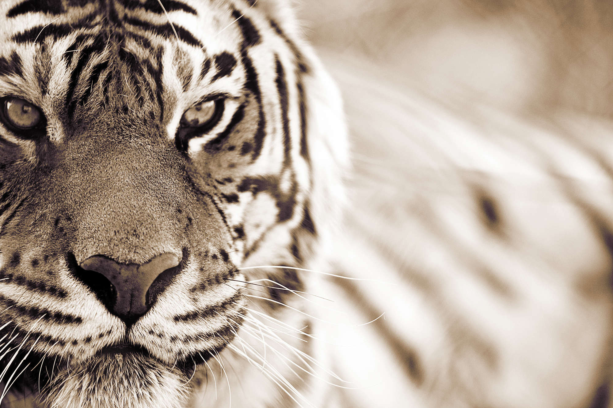             Tiger Fototapete Nahaufnahme im Freien auf Perlmutt Glattvlies
        