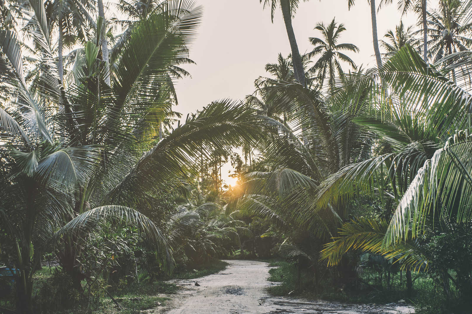             Leinwandbild mit Weg durch einen tropischen Dschungel – 0,90 m x 0,60 m
        