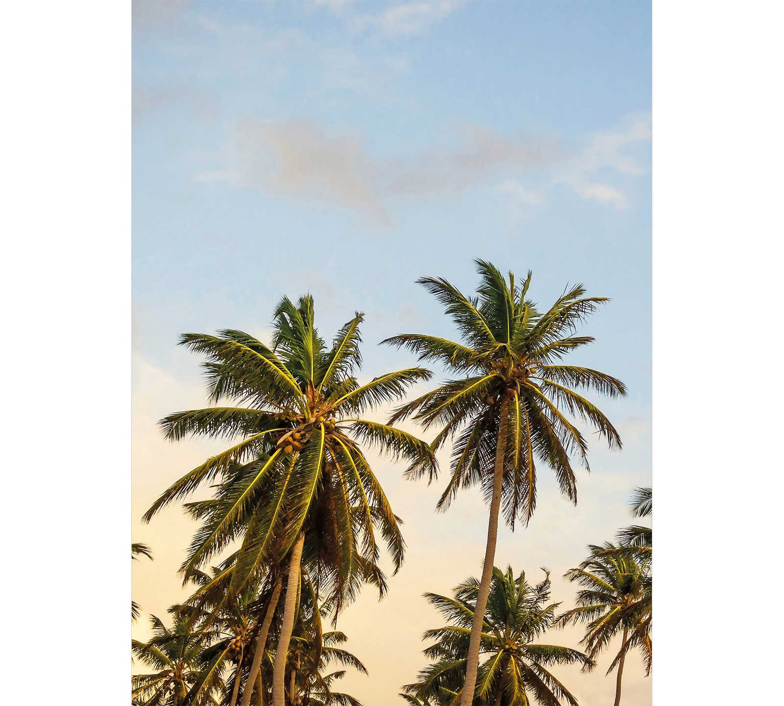        Fototapete schmal Palmen auf Ibiza
    