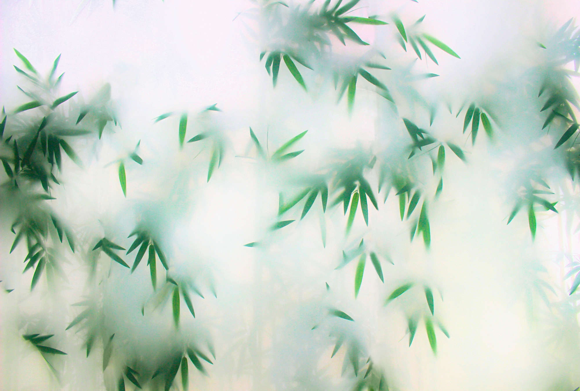             Panda Paradise 3 – Blätter Fototapete Bambus im Nebel
        