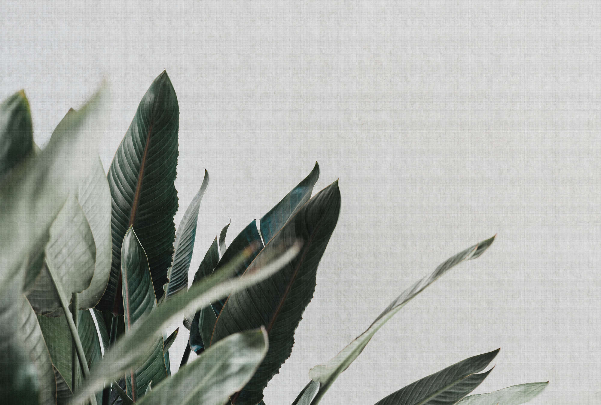             Urban jungle 1 - Fototapete mit Palmenblättern in naturleinen Struktur – Grau, Grün | Mattes Glattvlies
        