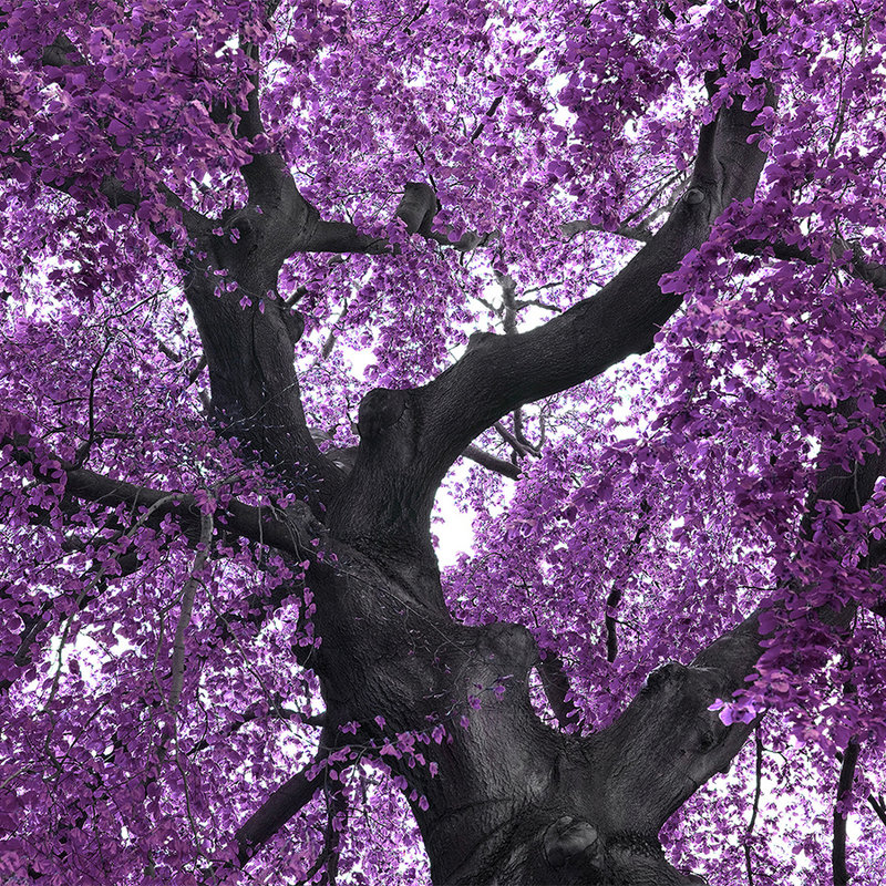 Fototapete Baum mit Lila Baumkrone – Perlmutt Glattvlies
