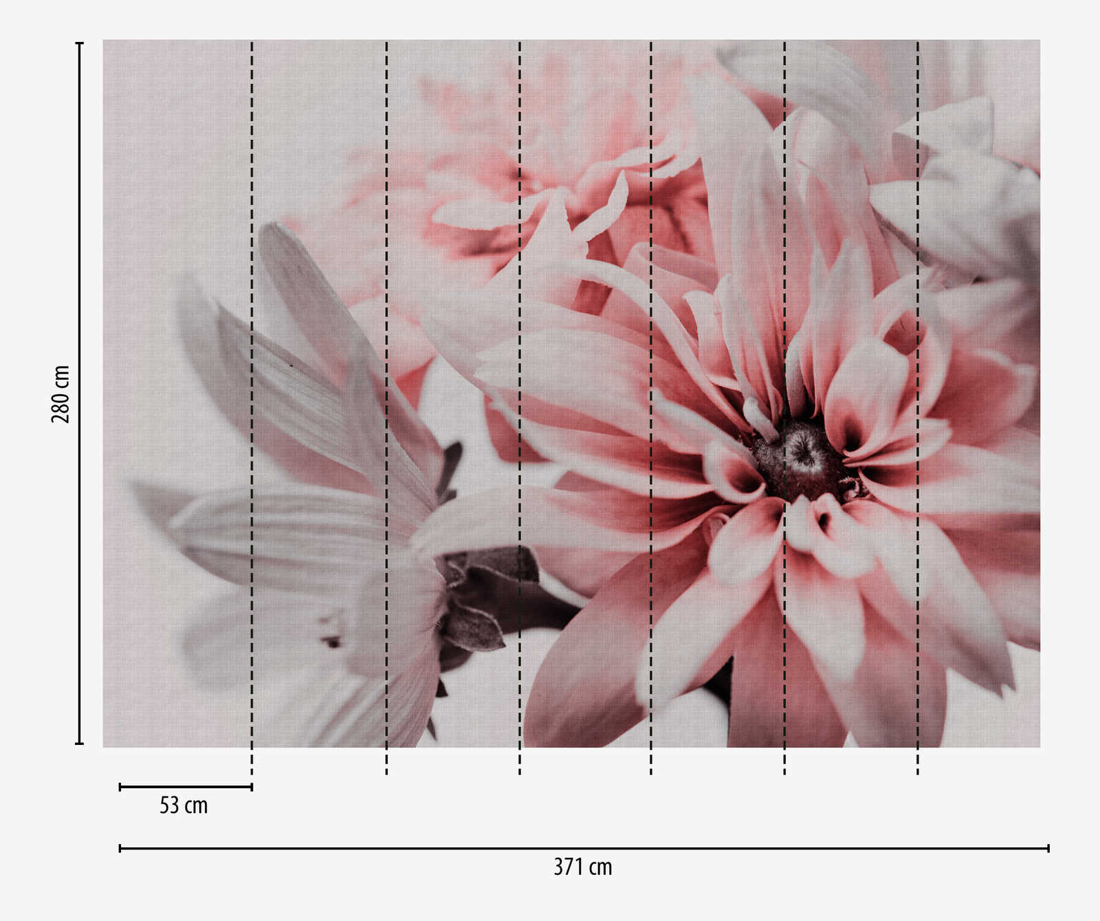 XXL Margeriten zart Blumen, Pink Foto Tapete