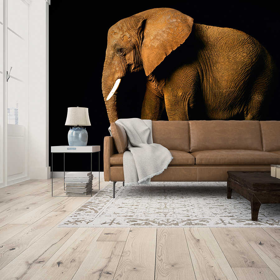 Elefanten Fototapete von der Seite vor schwarzem Hintergrund auf Premium Glattvlies
