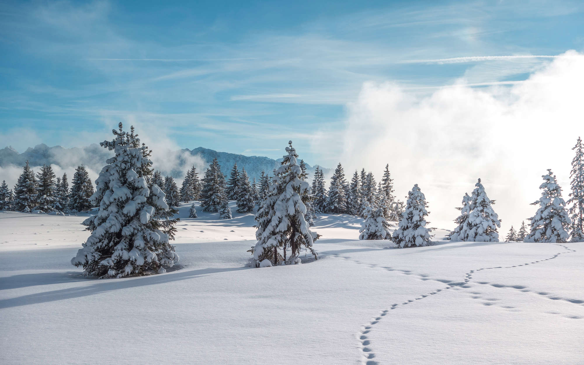            Fototapete Schnee und Fußspuren im Winterwald – Premium Glattvlies
        