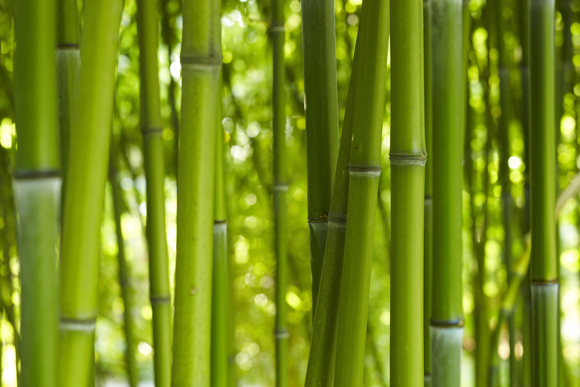             Fototapete Bambus in Grün – Mattes Glattvlies
        