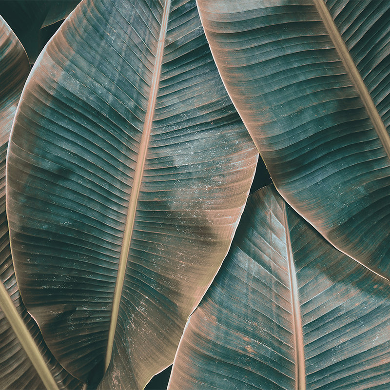         Dschungel Fototapete mit Bananenblättern – Grün, Braun
    
