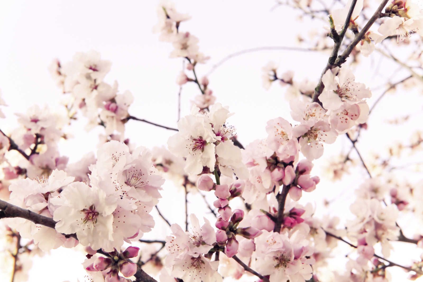             Natur Leinwandbild mit Kirschblüten – 0,90 m x 0,60 m
        