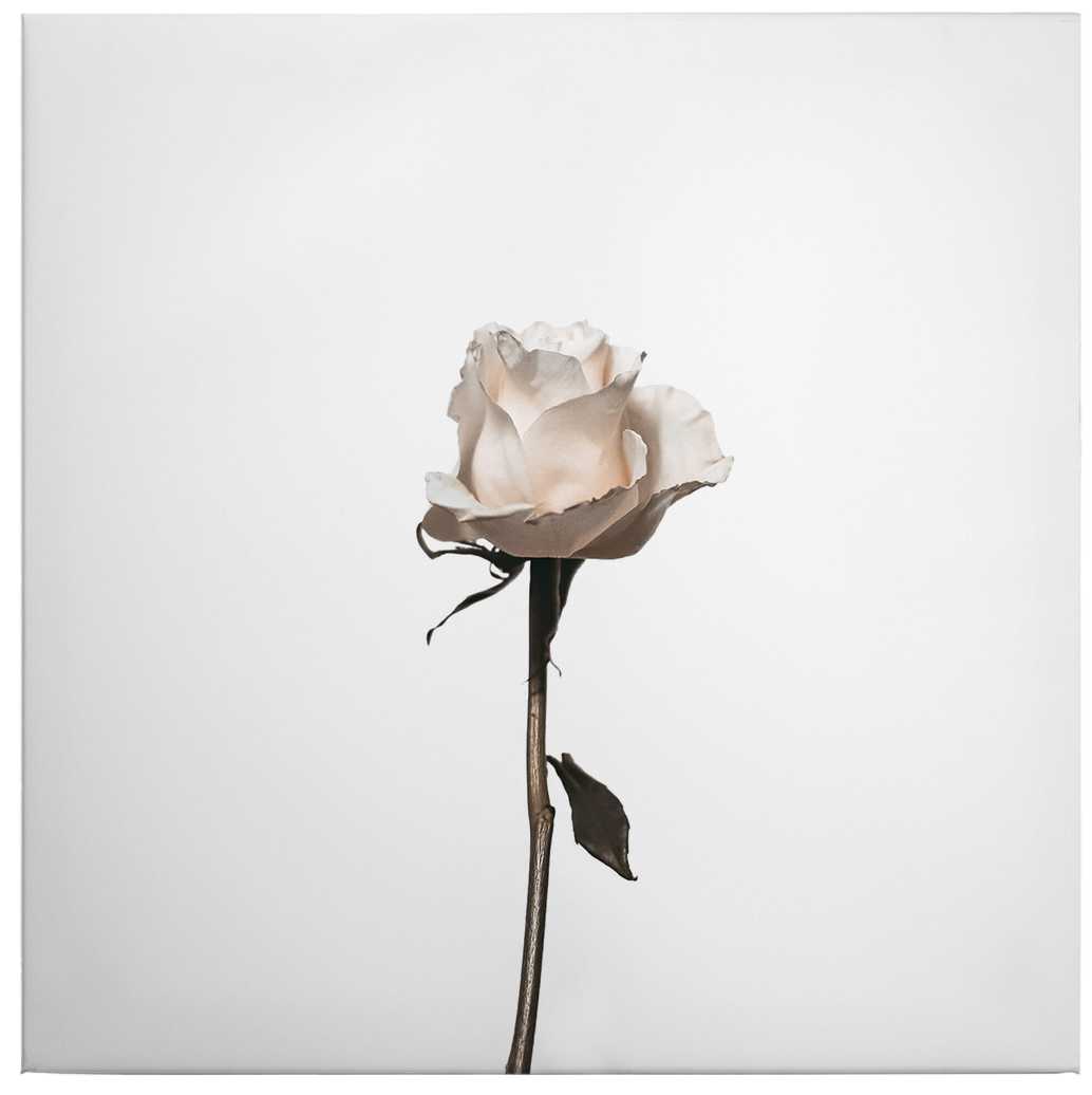             Quadratisches Leinwandbild Weiße Rose – 0,50 m x 0,50 m
        
