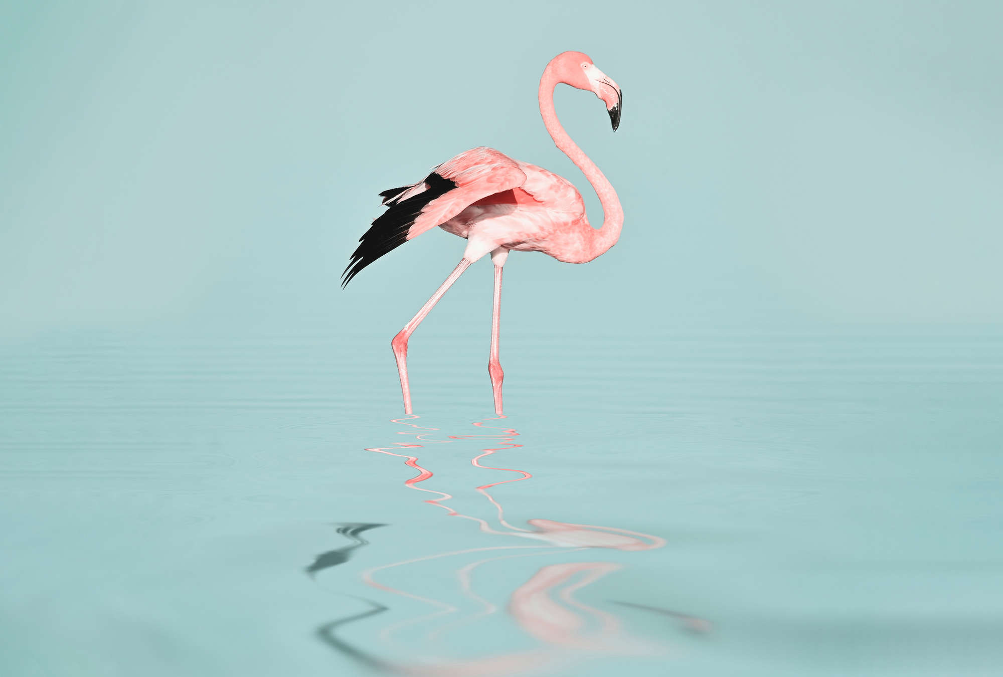             Fototapete mit Flamingo im Wasser – Pink & Türkis
        