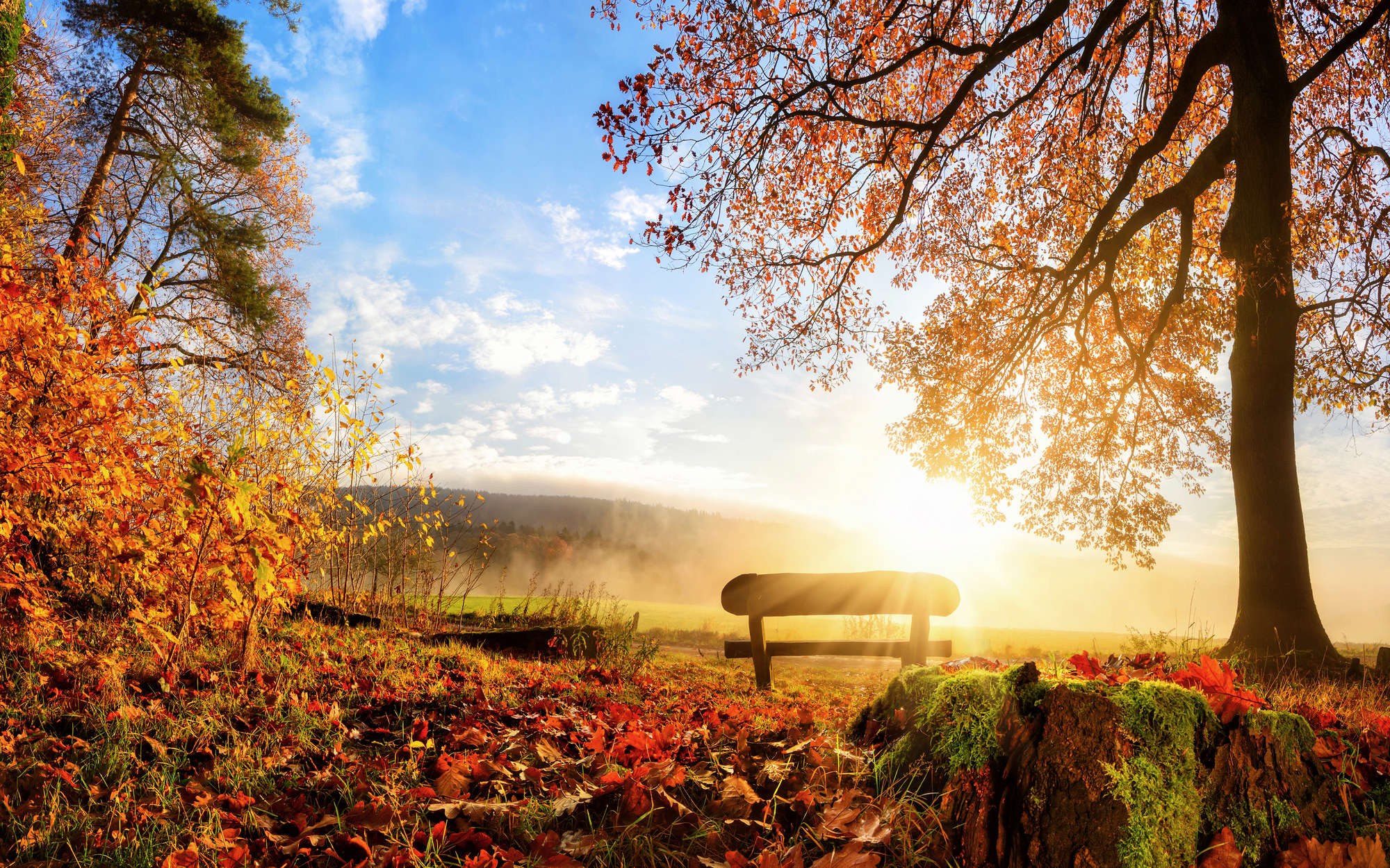             Fototapete Bank im Wald an einem Herbstmorgen – Mattes Glattvlies
        