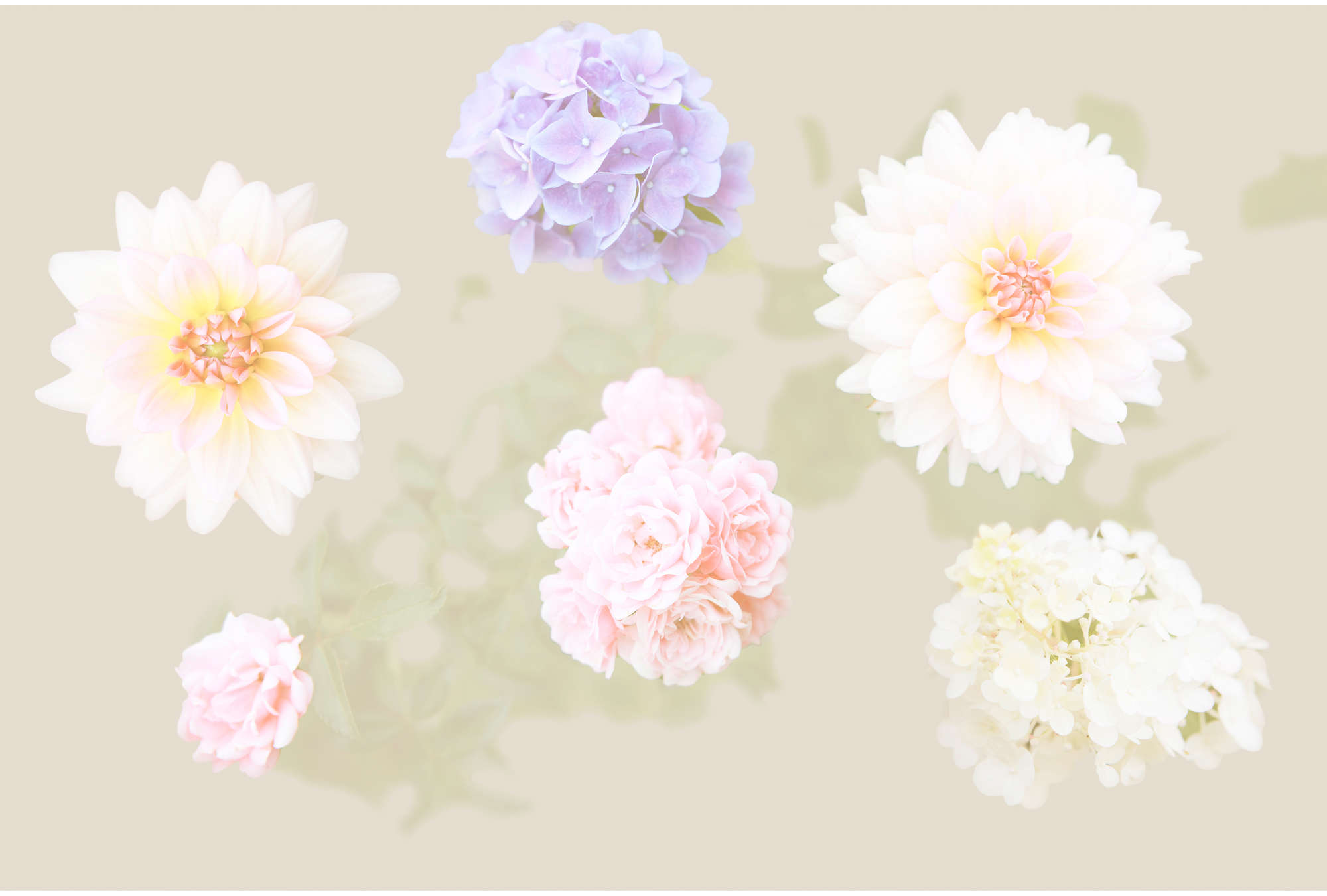             Blumen Fototapete Pastell Farbe & XXL Blüten
        