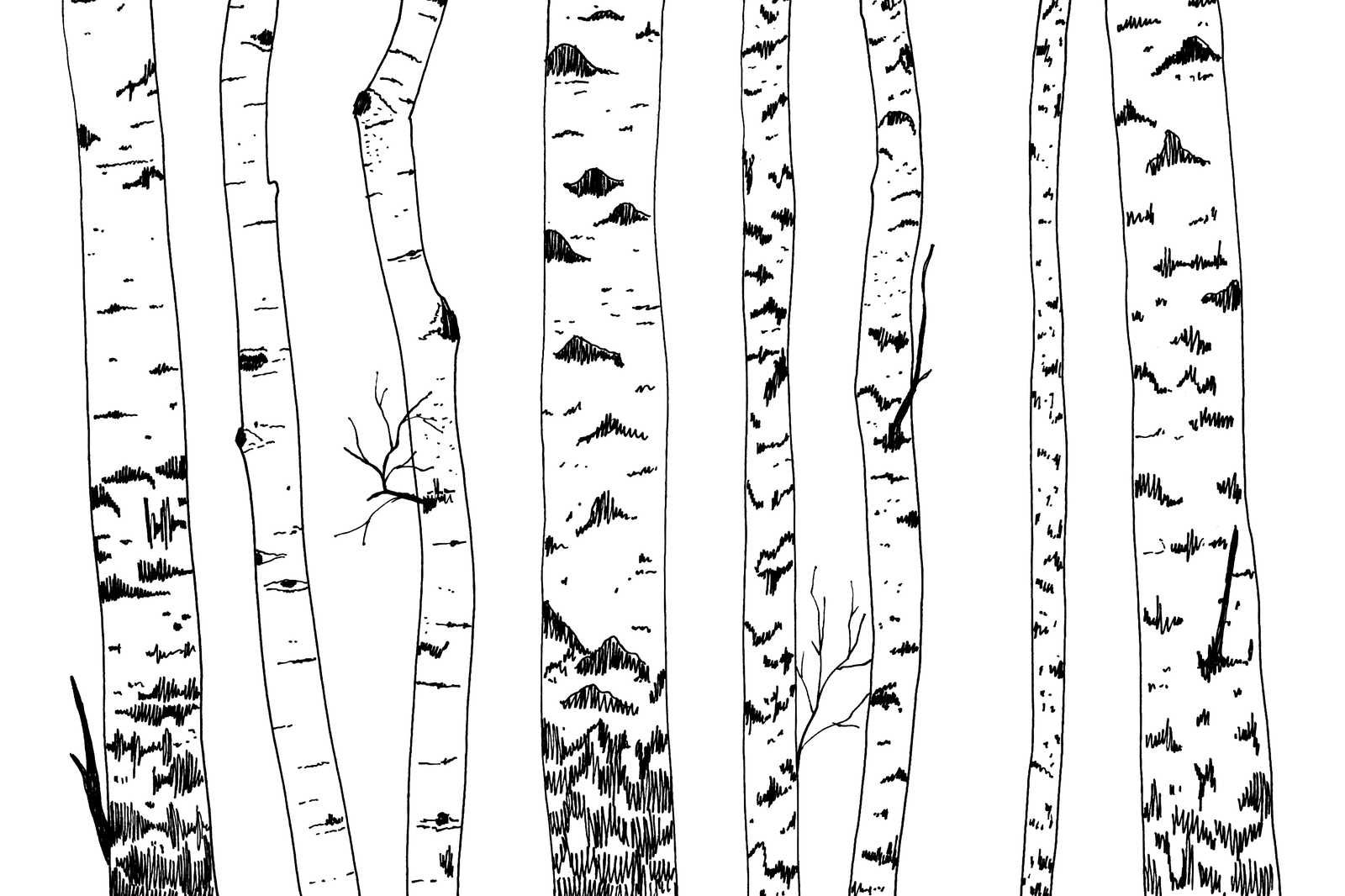             Leinwand gezeichneter Birkenwald – 120 cm x 80 cm
        