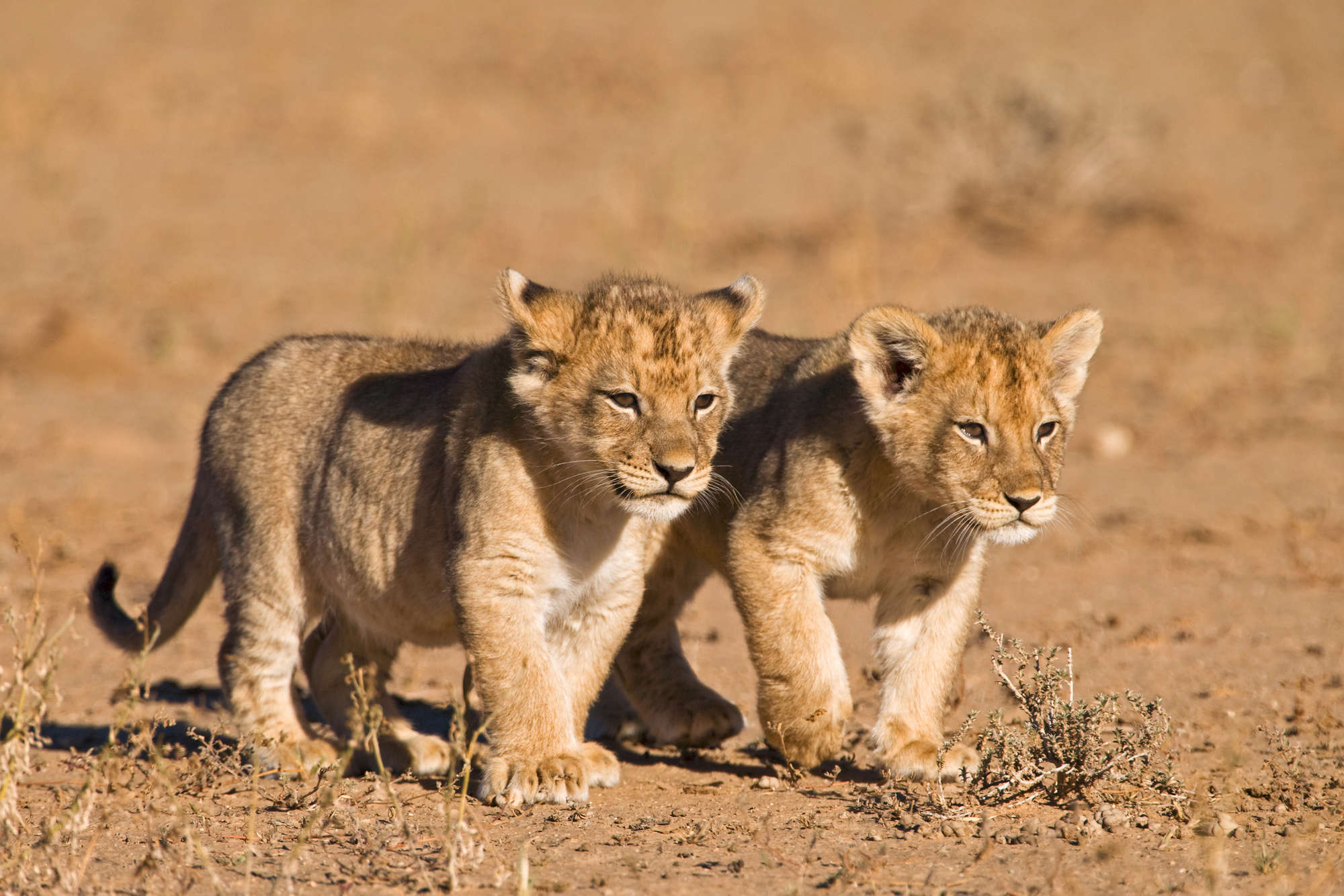             Löwen Fototapete mit zwei Jungen in Freiheit auf Strukturvlies
        