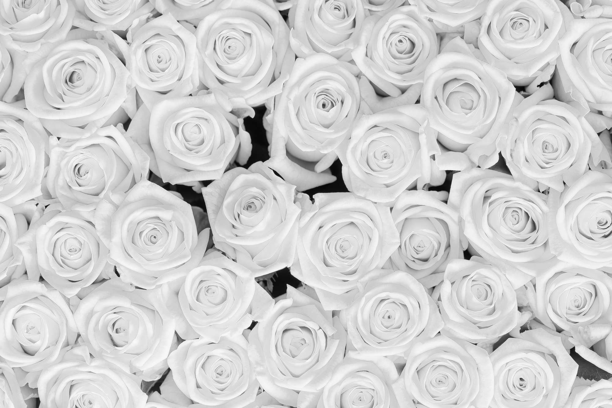             Pflanzen Fototapete weiße Rosen auf Premium Glattvlies
        