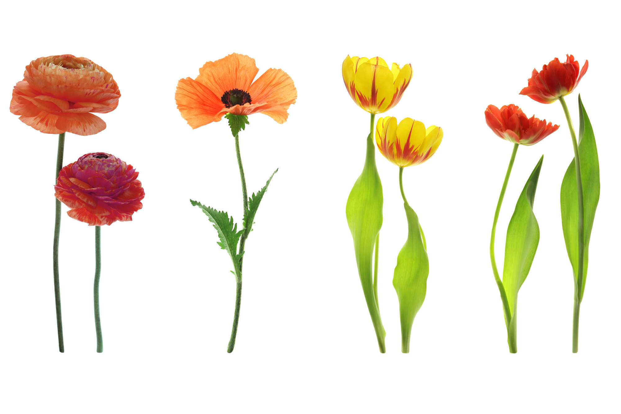             Fototapete einzelne Blumenvielfalt – Mattes Glattvlies
        