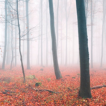 Fototapete Nebelwald mit rotem Herbstlaub
