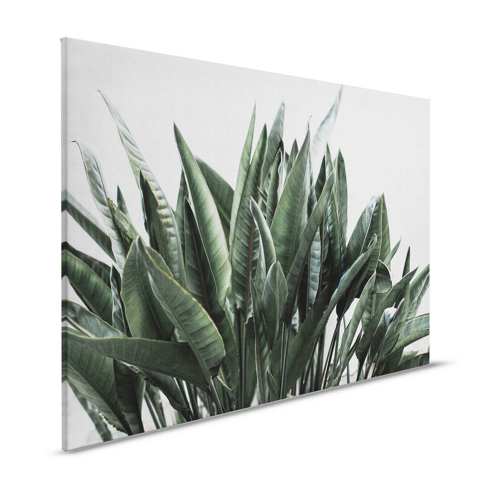 Urban jungle 2 - Palmenblätter Leinwandbild, naturleinen Struktur exotische Pflanzen – 1,20 m x 0,80 m

