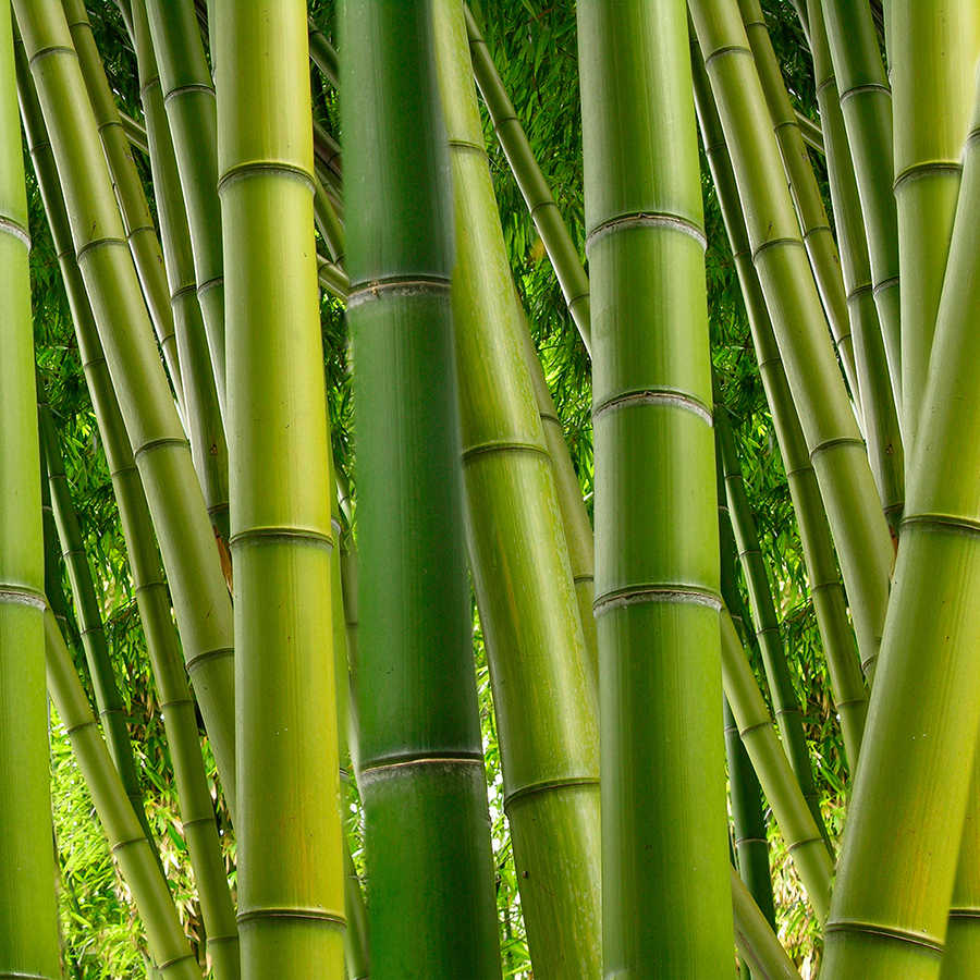 Natur Fototapete Bambuswald Motiv auf Perlmutt Glattvlies
