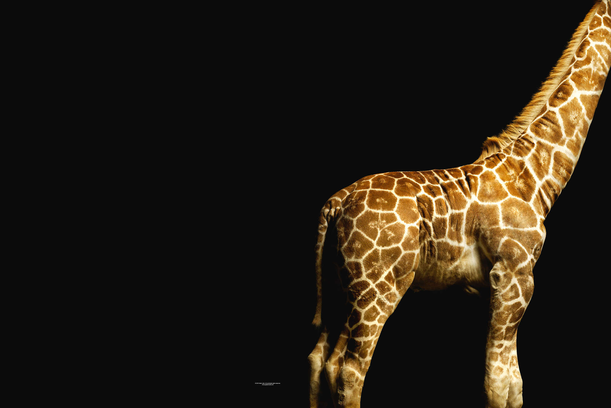             Giraffen Fototapete vor schwarzem Hintergrund auf Premium Glattvlies
        
