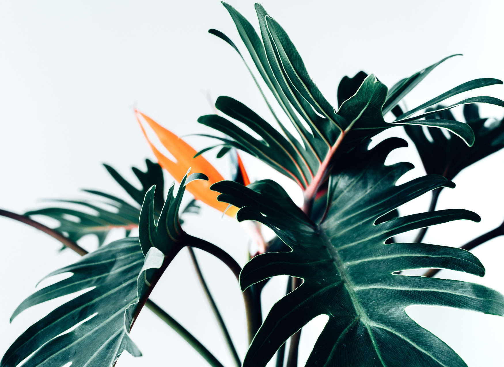             Fototapete tropisches Dschungelblatt Nahaufnahme – Grün, Orange, Weiß
        