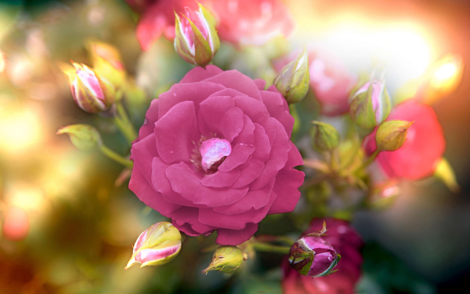             Fototapete Blume mit Blüte in pink – Perlmutt Glattvlies
        