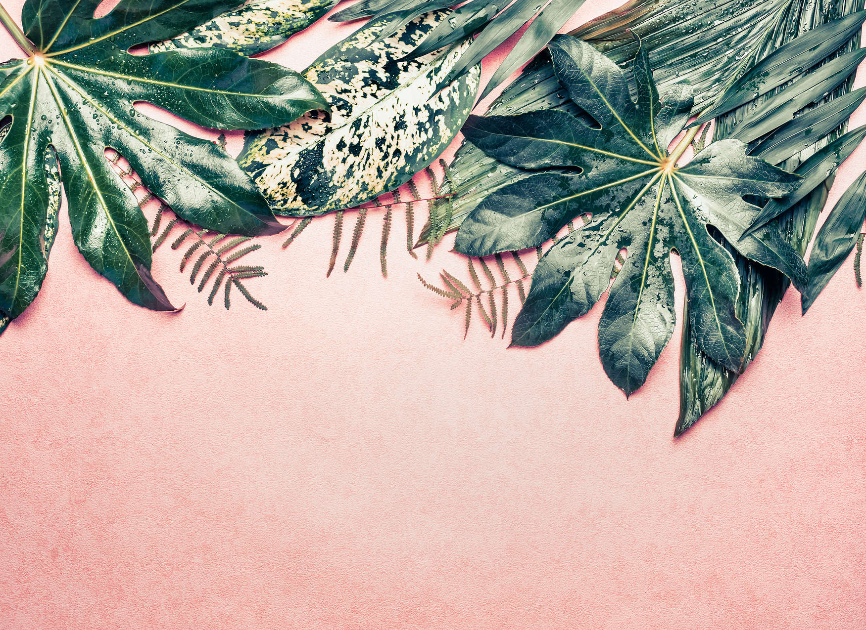             Fototapete Blätter Muster Monstera – Rosa, Grün
        