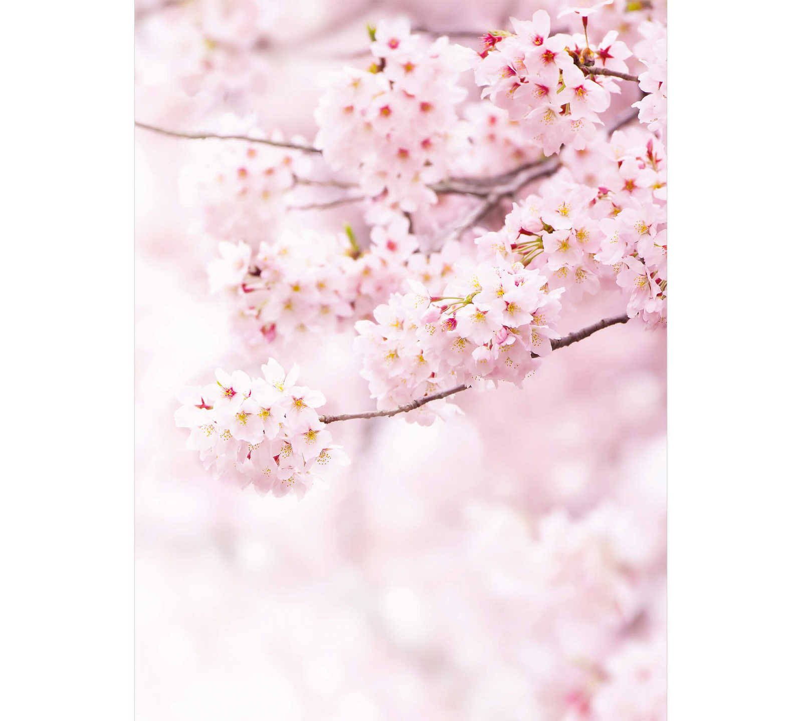         Fototapete schmal Frühjahrsblüten – Rosa, Weiß
    