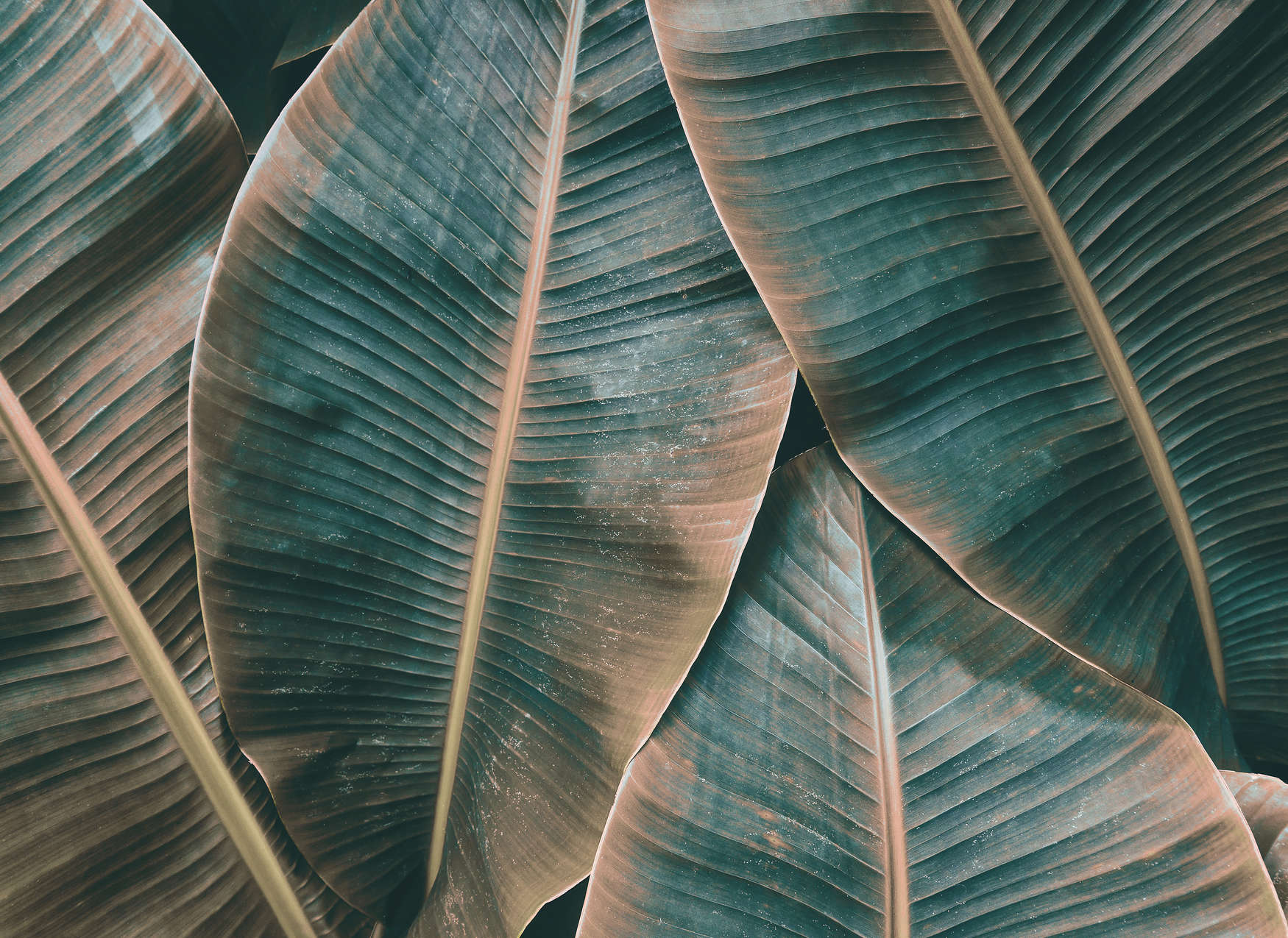             Dschungel Fototapete mit Bananenblättern – Grün, Braun
        