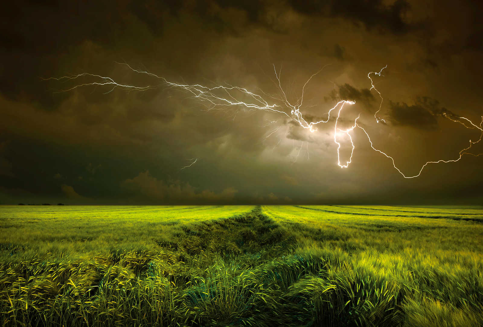         Fototapete Feld im Unwetter mit Blitzen – Grün, Braun
    