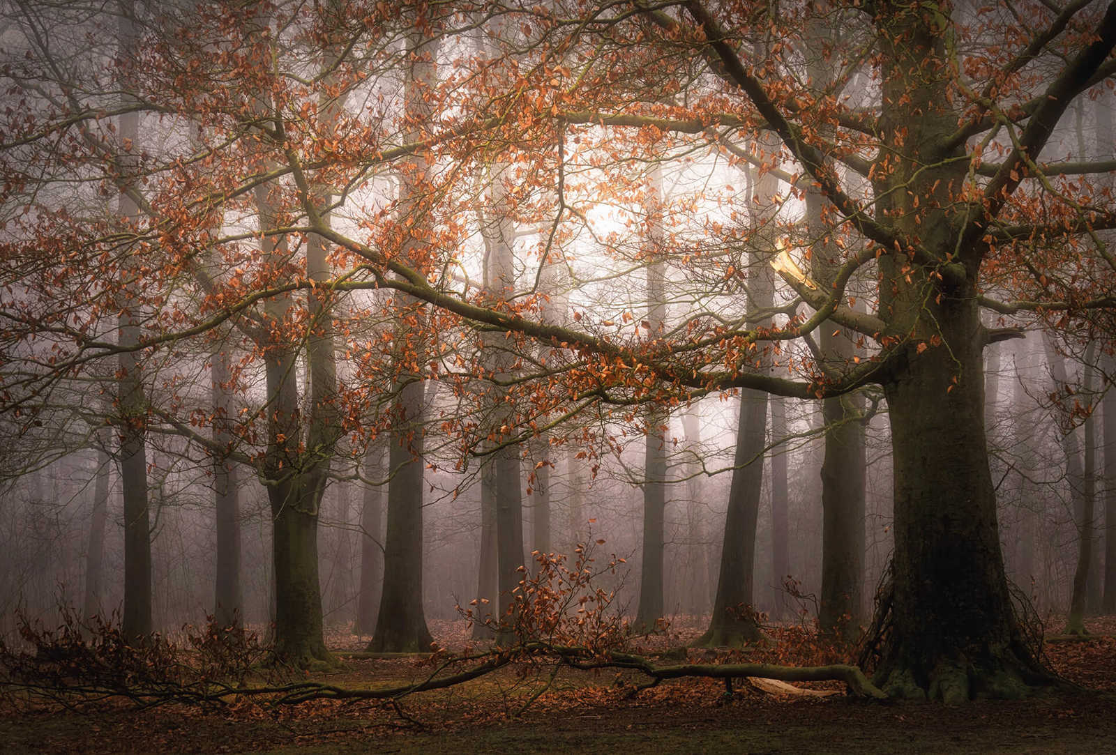 Fototapete Wald im Herbst – Braun, Orange
