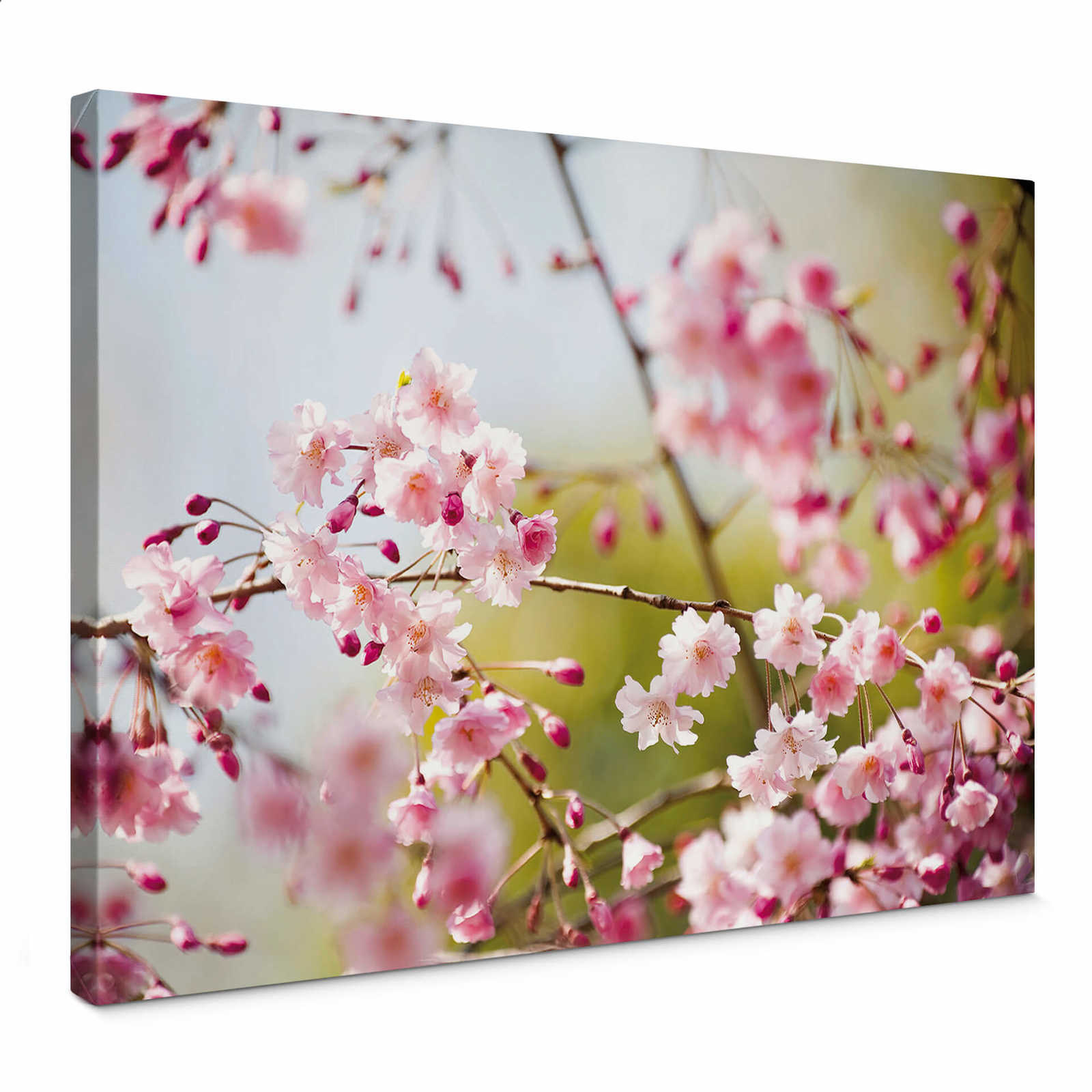 Natur Leinwandbild mit Kirschblüten Motiv – 0,70 m x 0,50 m
