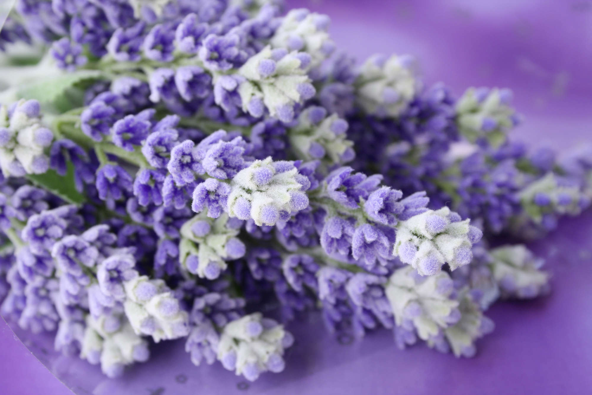             Fototapete Nahaufnahme von Lavendel – Premium Glattvlies
        