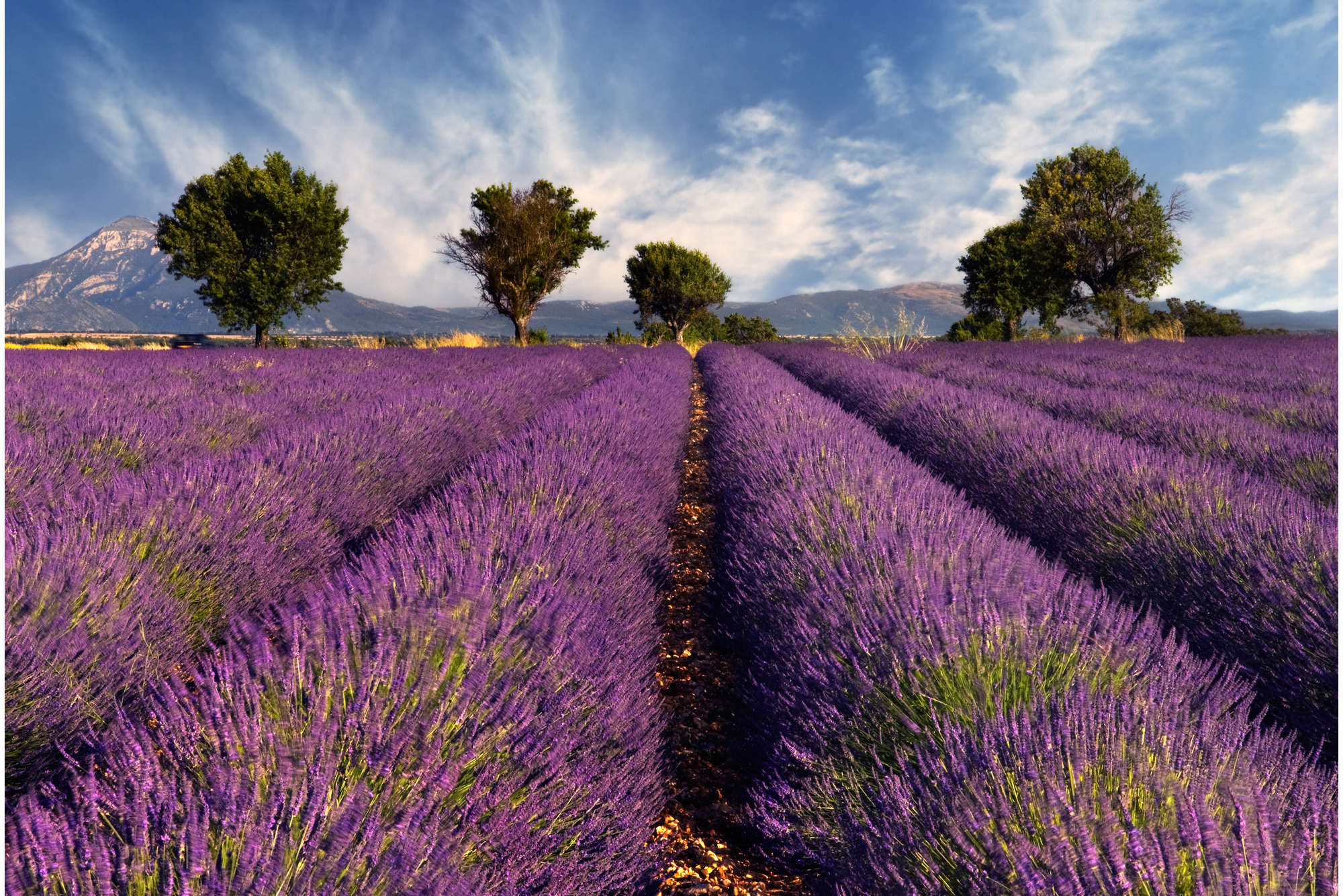             Natur Fototapete Feld mit Lavendel – Perlmutt Glattvlies
        