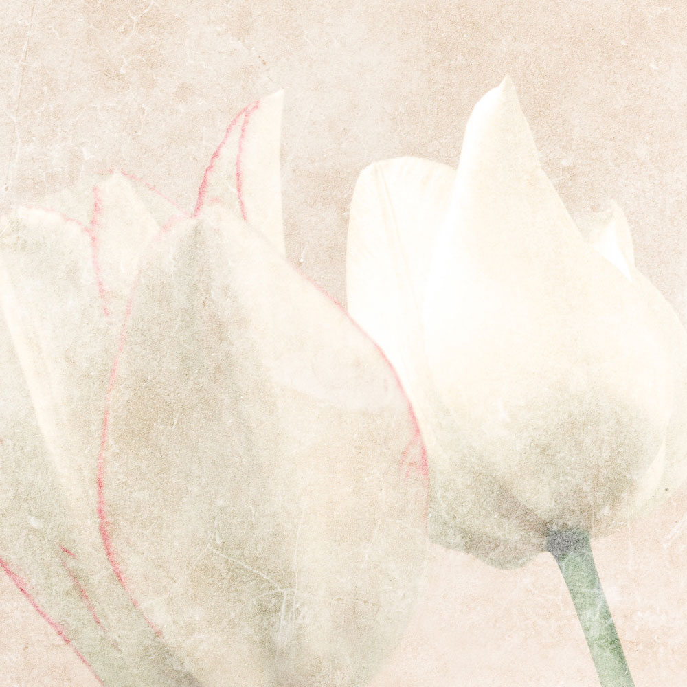             Morning Room 3 – Blumen Fototapete Tulpen im verblassten Stil
        