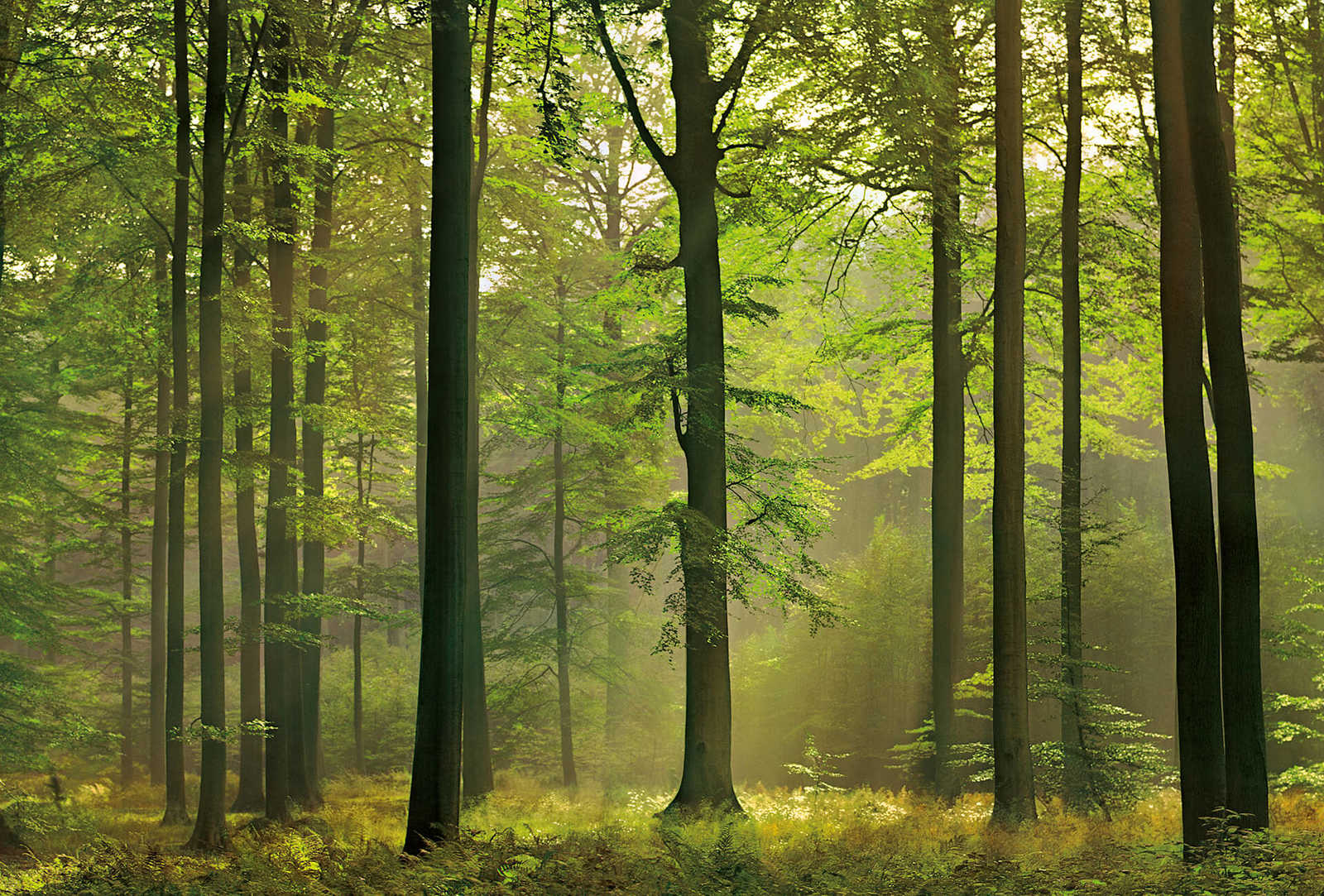 Fototapete Blätterwald im Herbstlicht – Grün, Braun
