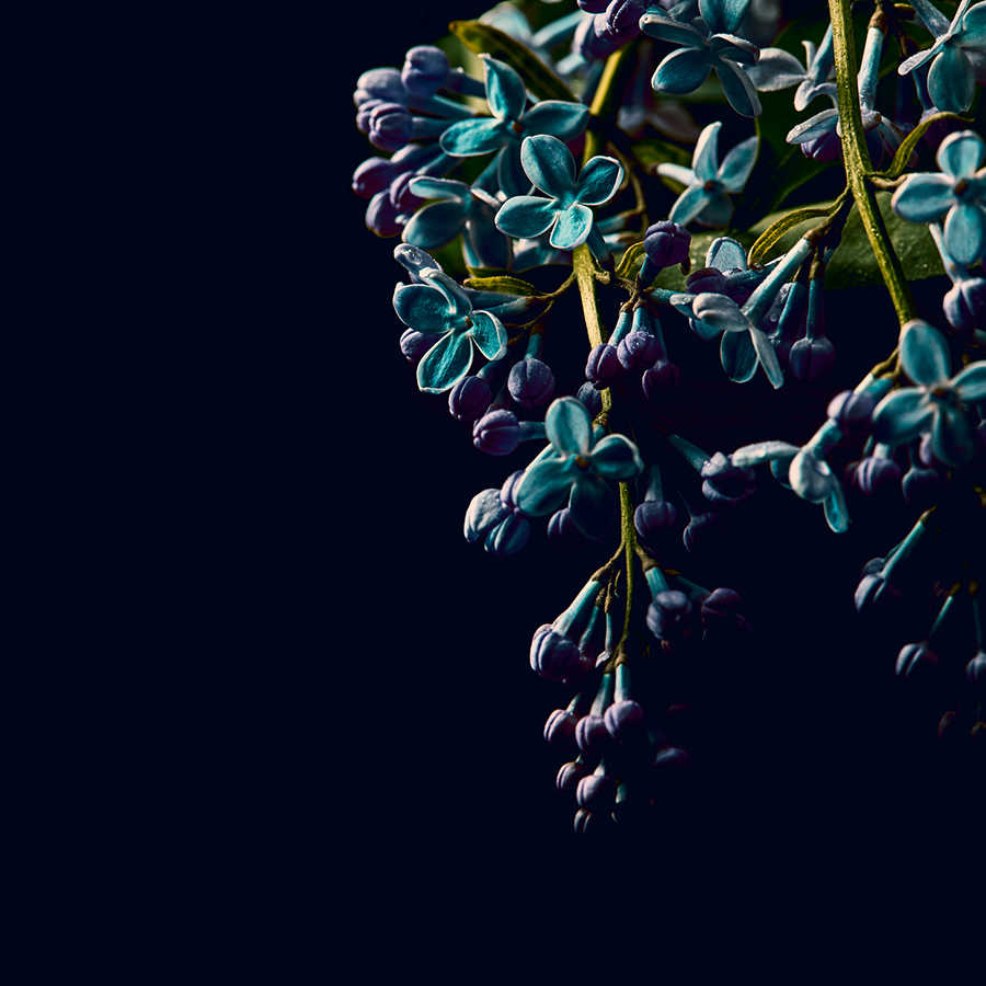 Fototapete Blumen auf schwarzen Hintergrund Close-Up – Blau, Grün, Schwarz
