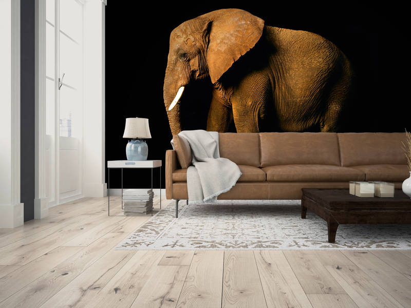             Elefanten Fototapete von der Seite vor schwarzem Hintergrund auf Premium Glattvlies
        