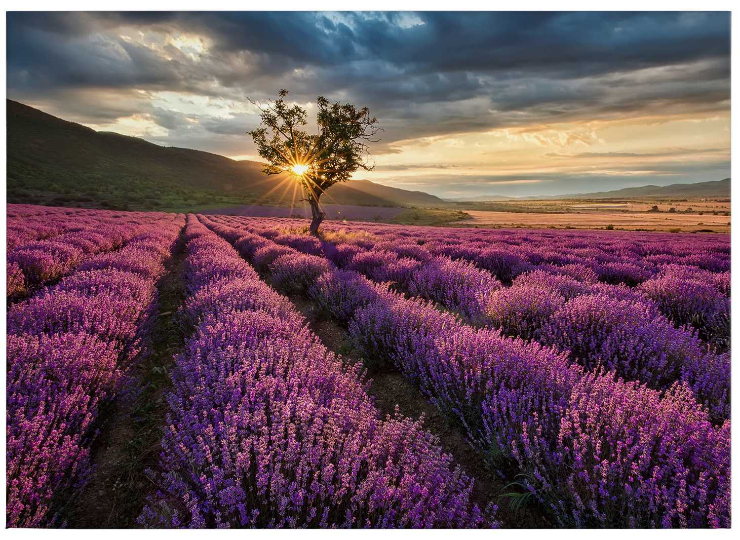             Frankreich Leinwandbild Lavendel in der Provence – 0,70 m x 0,50 m
        