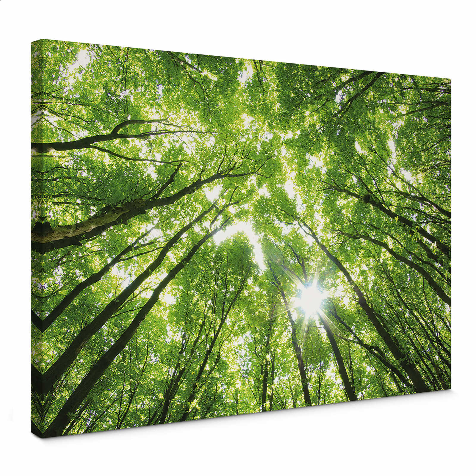 Leinwandbild Blätterdach im Laubwald – 0,70 m x 0,50 m
