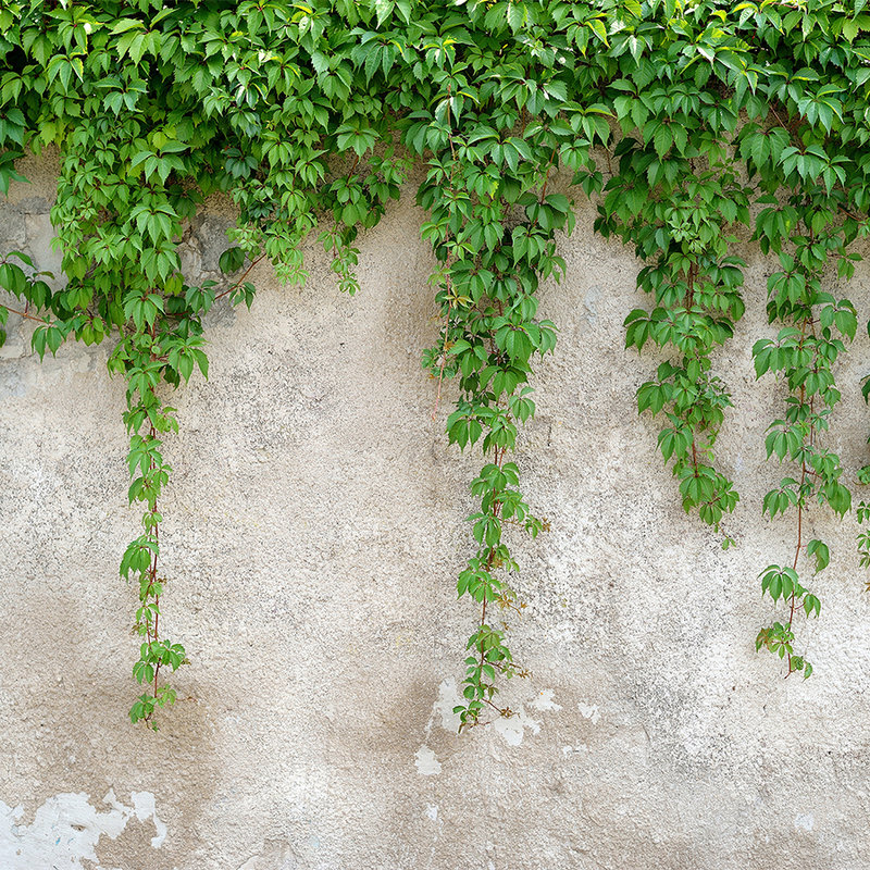         Betonmauer mit Blätterranken – Grün, Grau
    