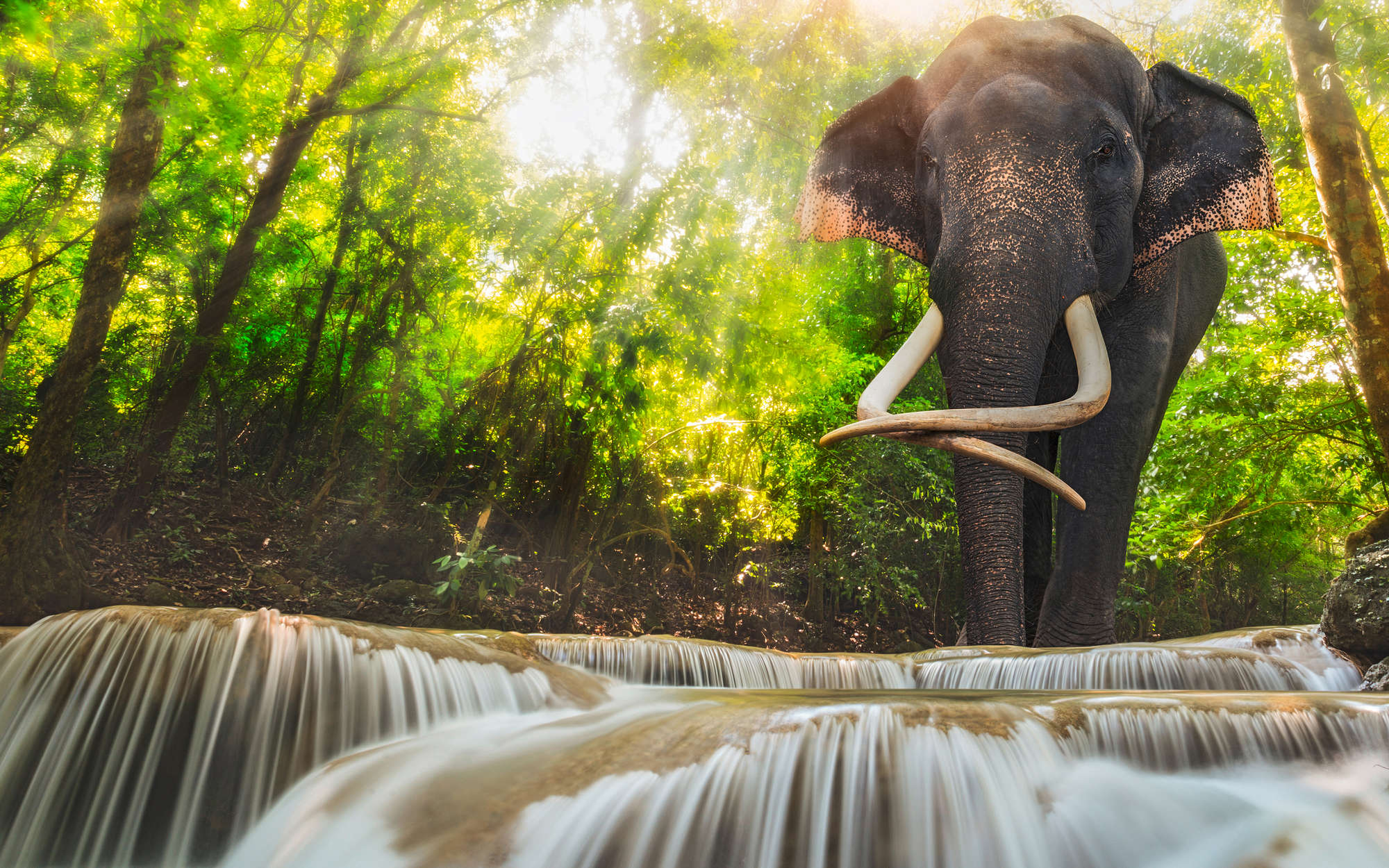             Natur Fototapete Elefant am Wasserfall – Perlmutt Glattvlies
        