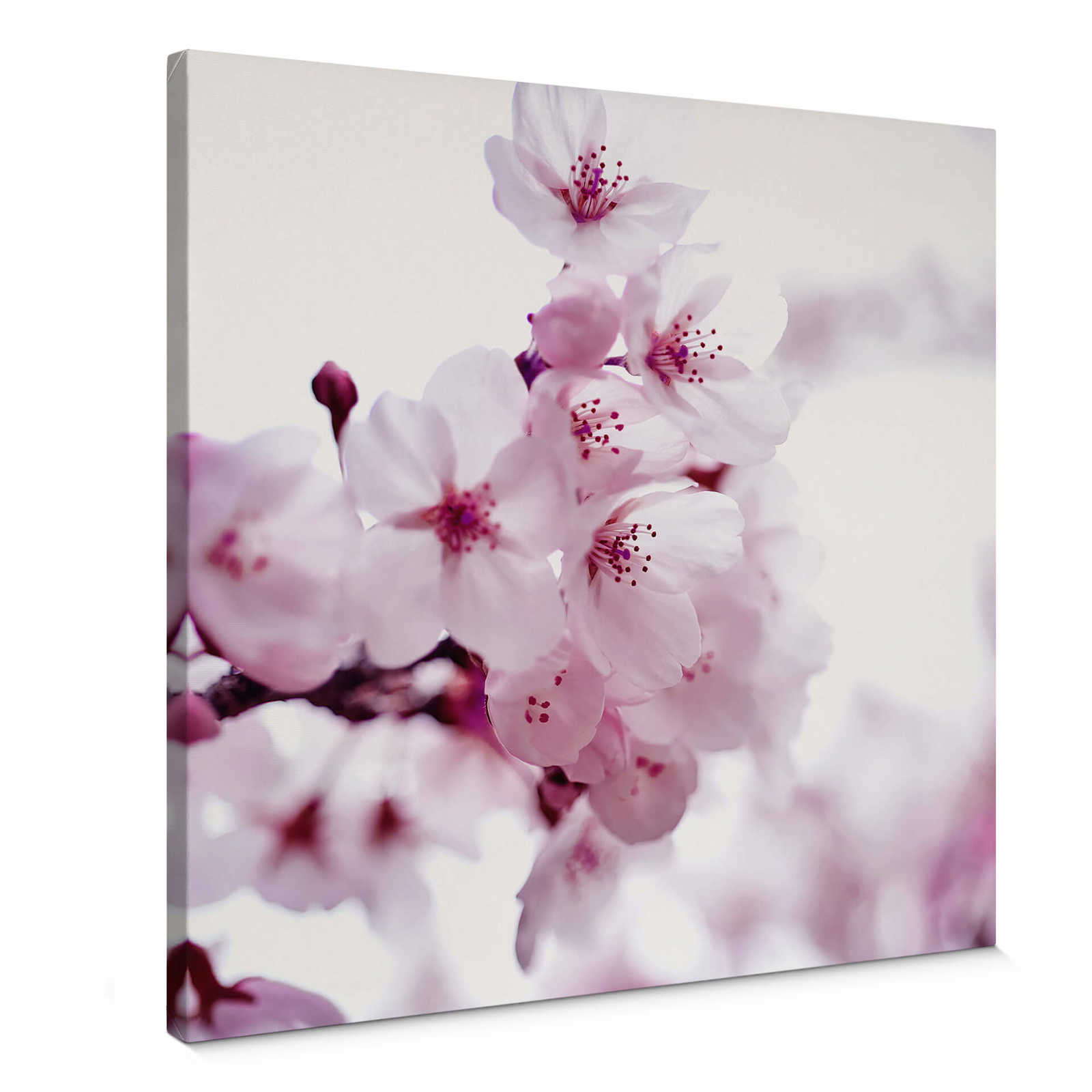 Quadratisches Leinwandbild Weiße Kirschblüte – 0,50 m x 0,50 m
