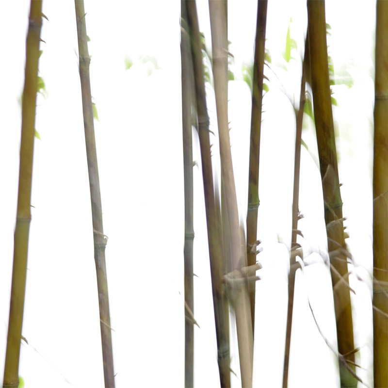 Fototapete mit Bambus verschwommen – Mattes Glattvlies
