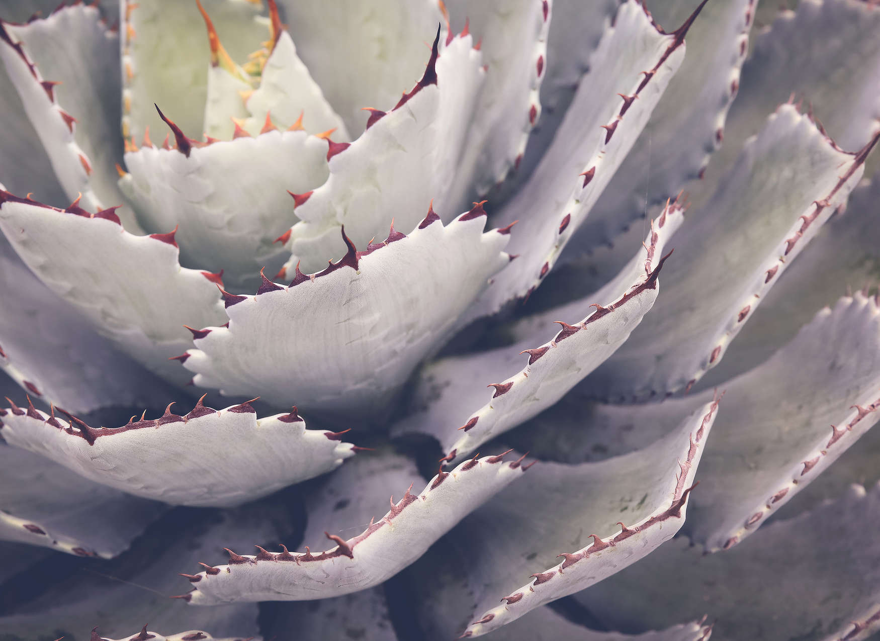             Fototapete mit Nahaufnahme von einem Kaktus – Grün
        