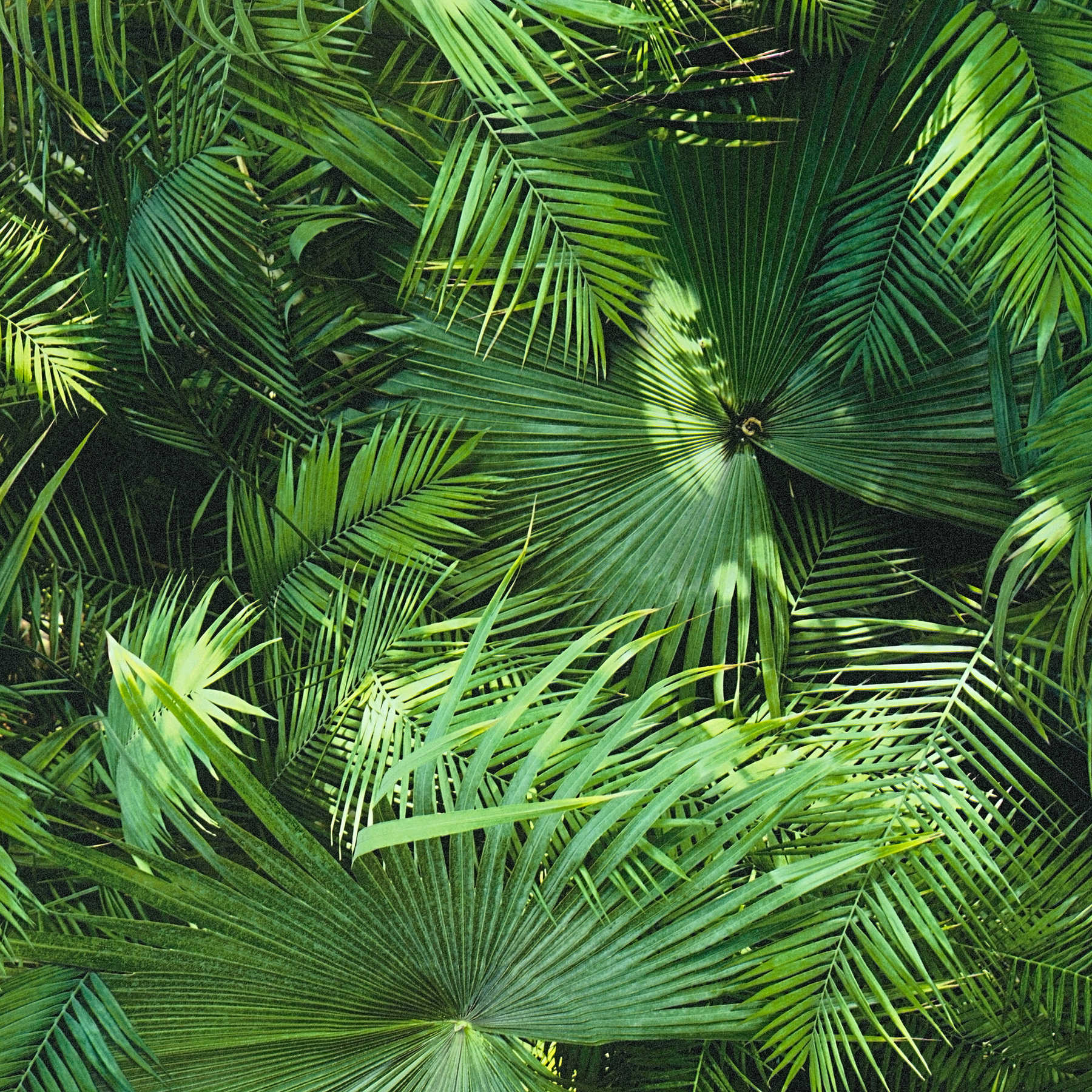             Dschungel Tapete mit tropischen Farnen – Grün, Schwarz
        