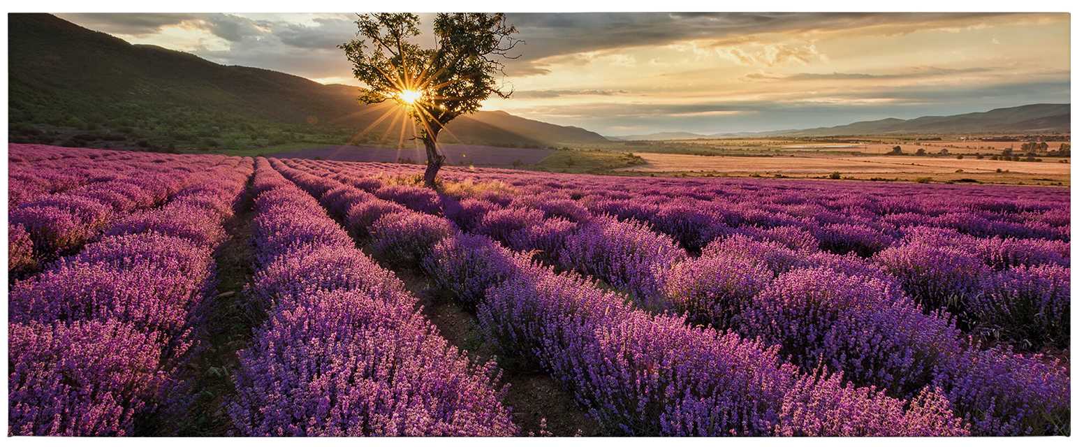             Leinwandbild vom Lavendel in der Provence – 1,00 m x 0,40 m
        