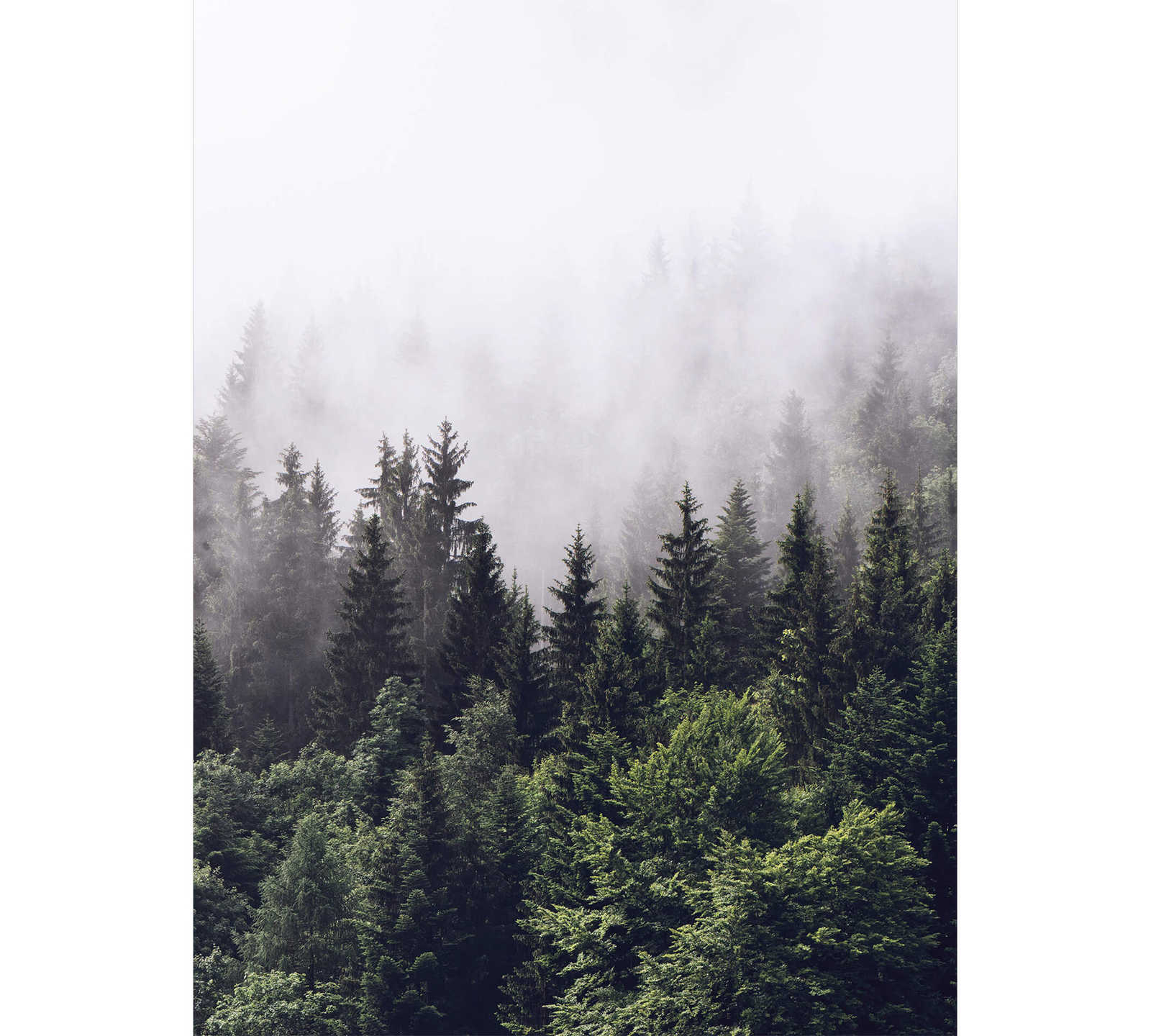 Fototapete Nebelwald im Hochformat – Grün, Weiß
