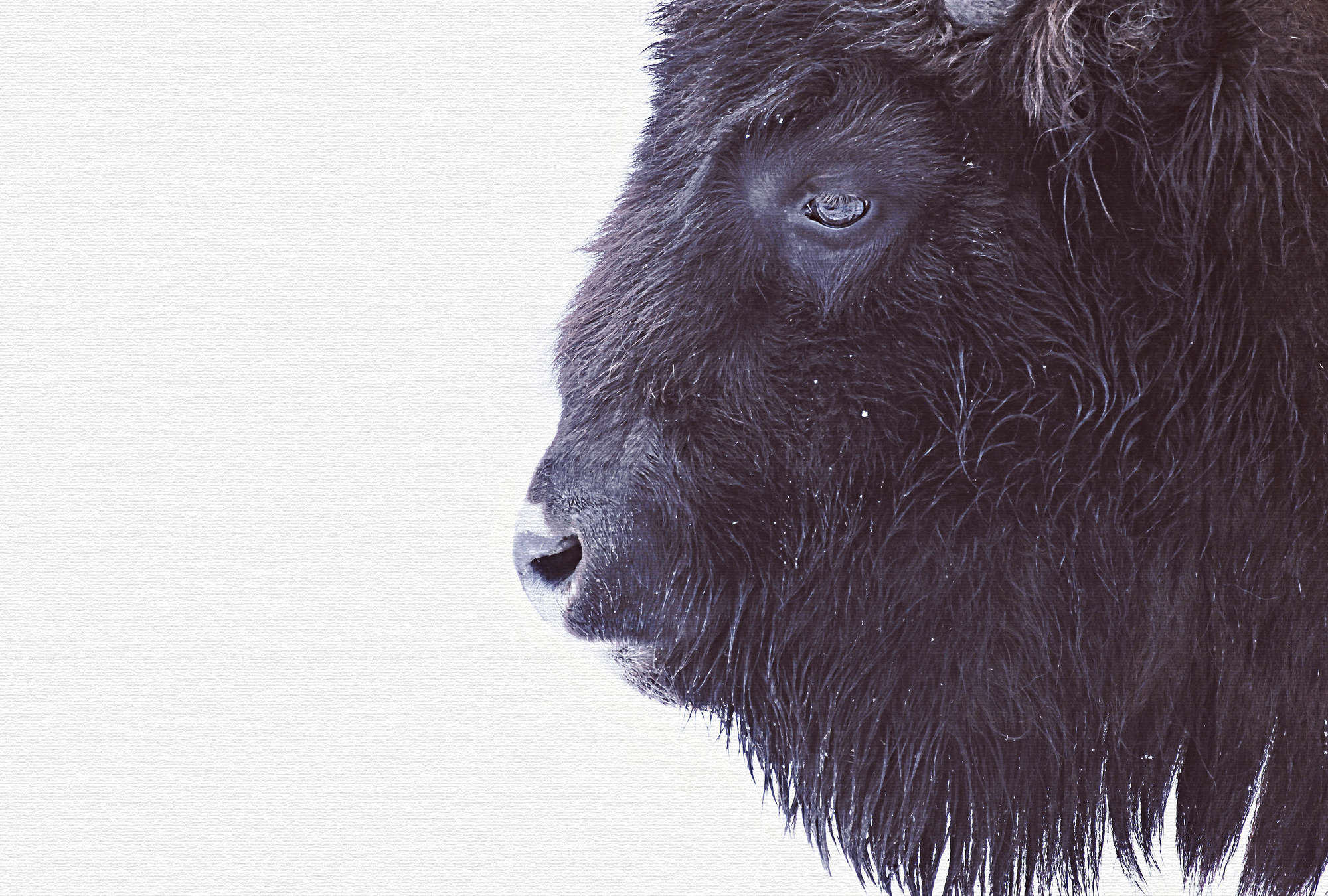             Tierische Fototapete mit Schwarzem Büffel im XXL Design
        