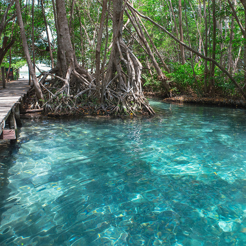 Holzweg über einen See im Dschungel – Blau, Braun, Grün
